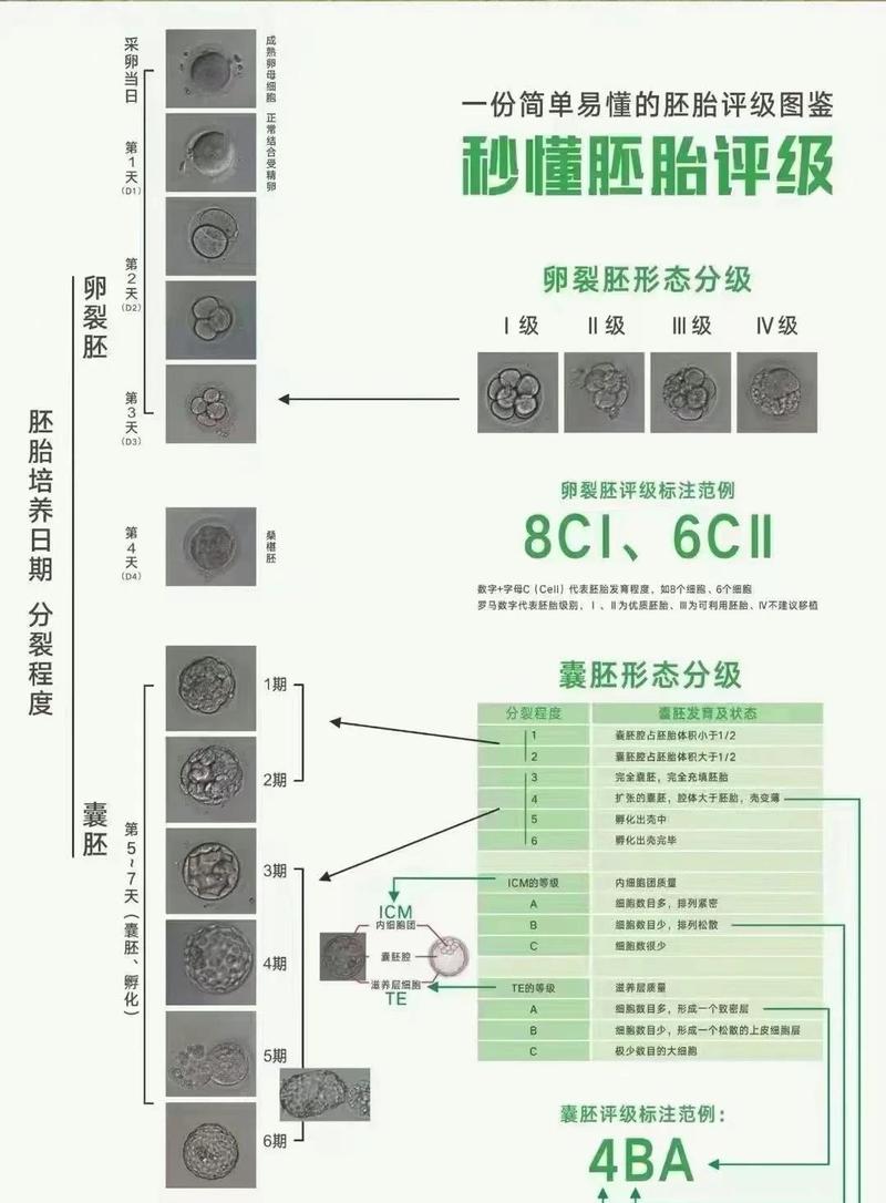 上海卵裂胚评分高低怎么看 对试管成功率影响大吗